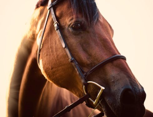 Hest, FOTO: Danny Gallegos/Unsplash