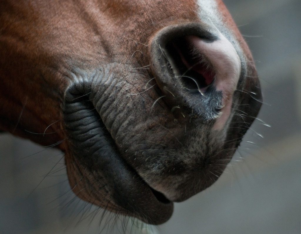Luftveislidelser hos hest
