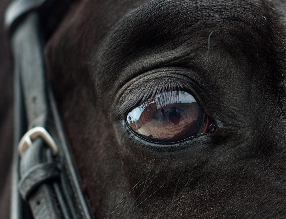 Øyeplager hos hest