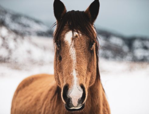 Hest, FOTO: LOGAN WEAVER/Unsplash