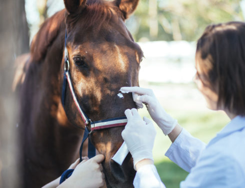 Hest veterinær