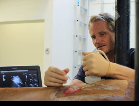 Veterinær Siggi tar ultralyd av en rygg. Foto: RKB